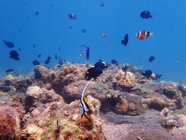 OLYMPUS DIGITAL CAMERA